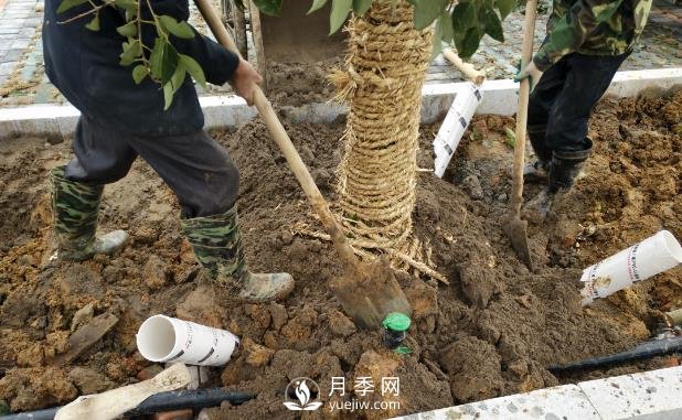 苗木栽植時(shí)應(yīng)做好根部的哪些護(hù)理？(圖1)
