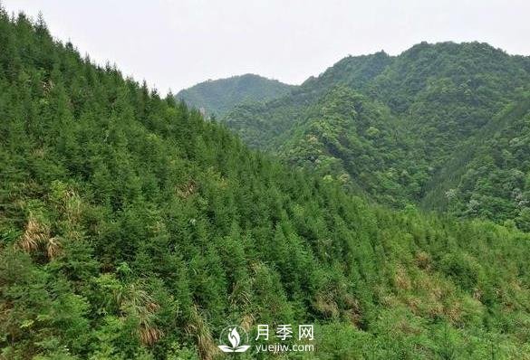 杉木種植***易忽略的四個(gè)誤區(qū)，做到這才是會(huì)種杉木的苗民(圖1)