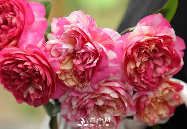 如何辨認(rèn)玫瑰花是否染色？月季網(wǎng)告訴你如何選擇？(圖1)