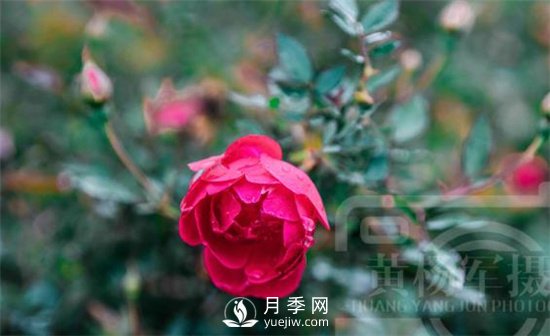 紅艷嬌美的月季花，四季常開，絢麗的花朵非常美(圖1)