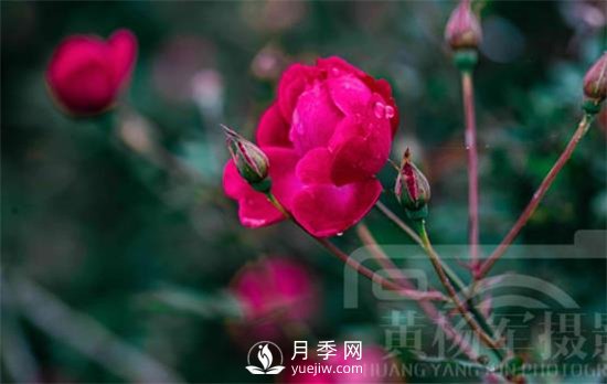 紅艷嬌美的月季花，四季常開，絢麗的花朵非常美(圖2)