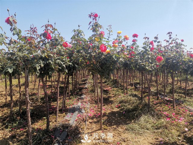 3-4公分月季樹(shù)報(bào)價(jià)，3-4公分高桿月季報(bào)價(jià)！(圖2)