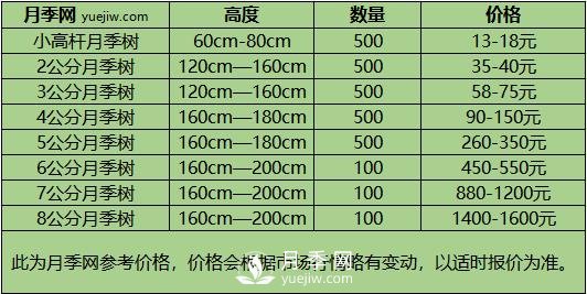 3-4公分月季樹(shù)報(bào)價(jià)，3-4公分高桿月季報(bào)價(jià)！(圖3)