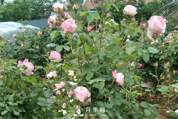 花友都喜歡的月季品種，龍沙寶石，適合做月季花門(圖1)