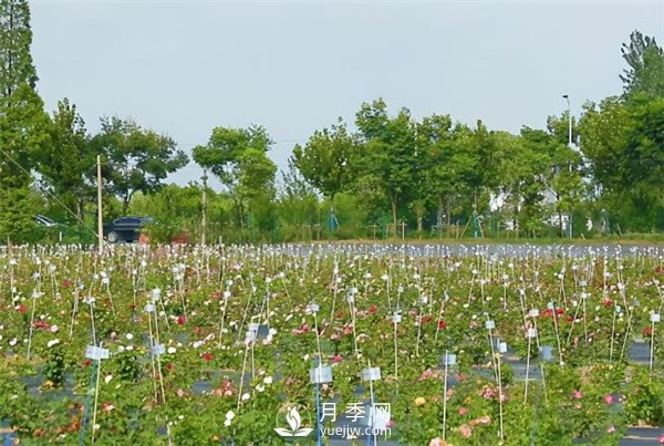天狼月季，始終走在育種路上(圖2)
