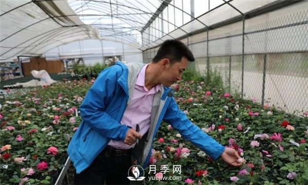 天狼月季，始終走在育種路上(圖3)
