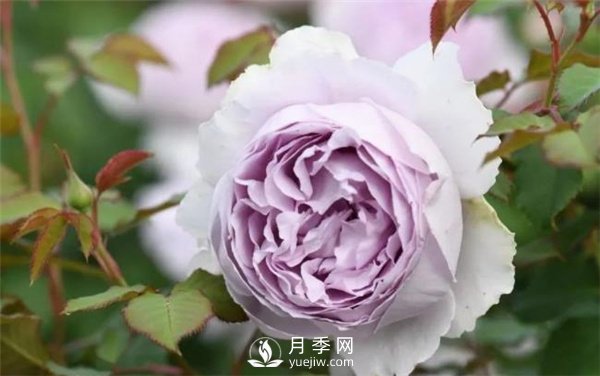 天狼月季，始終走在育種路上(圖4)