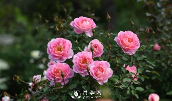 天狼月季，始終走在育種路上(圖5)