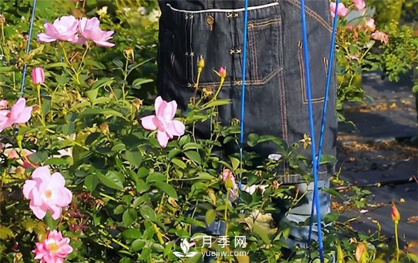 天狼月季，始終走在育種路上(圖6)