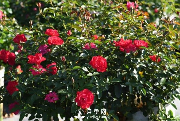 天狼月季，始終走在育種路上(圖8)