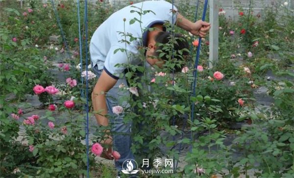 天狼月季，始終走在育種路上(圖9)