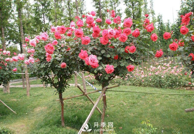 3公分樹狀月季成綠化苗木批發(fā)爆款，原因在哪里？(圖2)