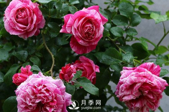 月季如何修剪和促進(jìn)發(fā)筍芽？月季網(wǎng)告訴你(圖1)