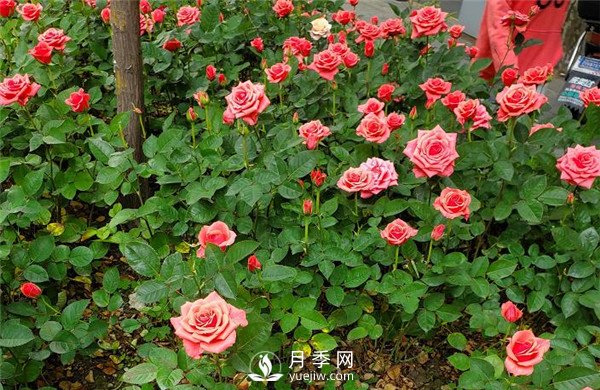 月季在花壇中該如何運(yùn)用？(圖4)