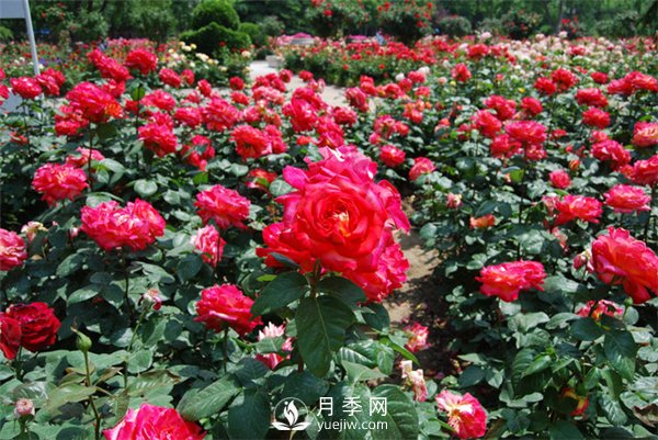 城市綠化帶內(nèi)為何喜歡種植月季花？(圖1)