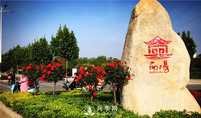 以花為媒——南陽月季享譽(yù)四海(圖1)