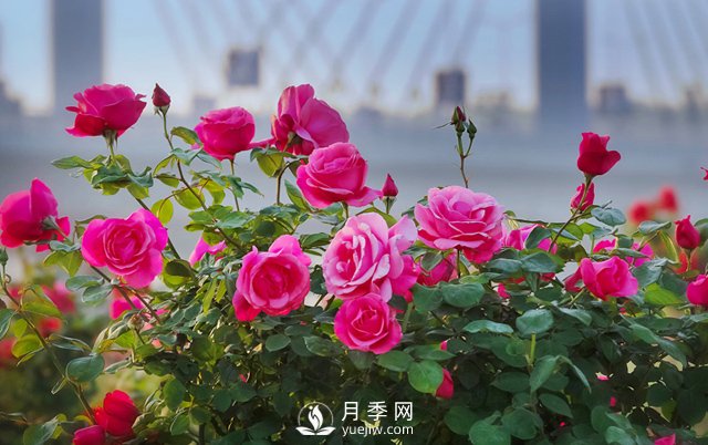 以花為媒——南陽月季享譽(yù)四海(圖2)