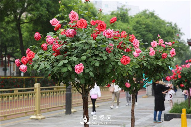 以花為媒——南陽月季享譽(yù)四海(圖3)