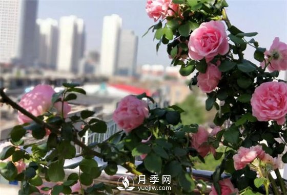 一年開三季的月季花，裝扮我的陽臺(圖1)
