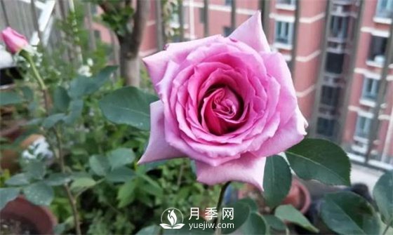 一年開三季的月季花，裝扮我的陽臺(圖2)