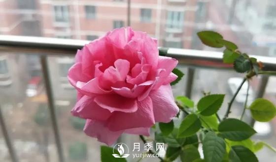 一年開三季的月季花，裝扮我的陽臺(圖3)
