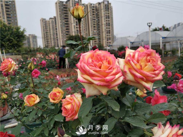 月季開花多更健壯，***重要是養(yǎng)好根系，5招迅速壯根(圖1)