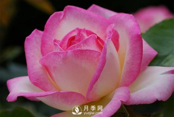 滅蚊器可以殺死月季上的蚜蟲嗎？月季蚜蟲防治方法(圖1)
