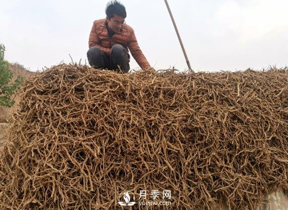 收購加工中藥材一年純利潤100多萬元，比種藥材要強多了(圖1)