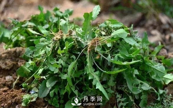 薺薺菜一年采收2季，生長期2個月，包餃子受熱捧(圖1)