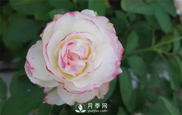 施肥、陽光、修剪，做好三點(diǎn)，月季花月月爆盆(圖1)