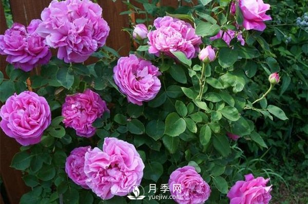 月季花花苞有綠色小蟲怎么辦？(圖1)