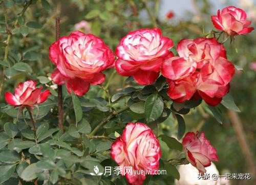 新年養(yǎng)盆香水月季，花朵香飄滿屋，陽臺盆栽佳品(圖2)
