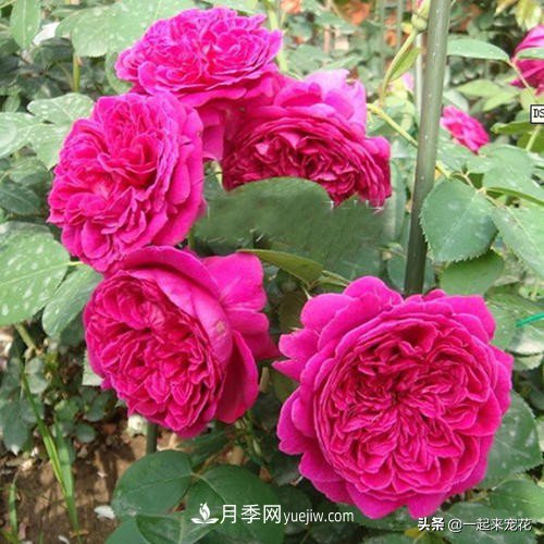 新年養(yǎng)盆香水月季，花朵香飄滿屋，陽臺盆栽佳品(圖3)