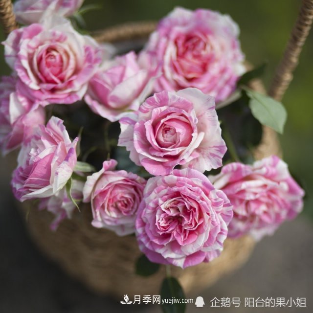 條紋系的月季，你***愛哪一種(圖8)