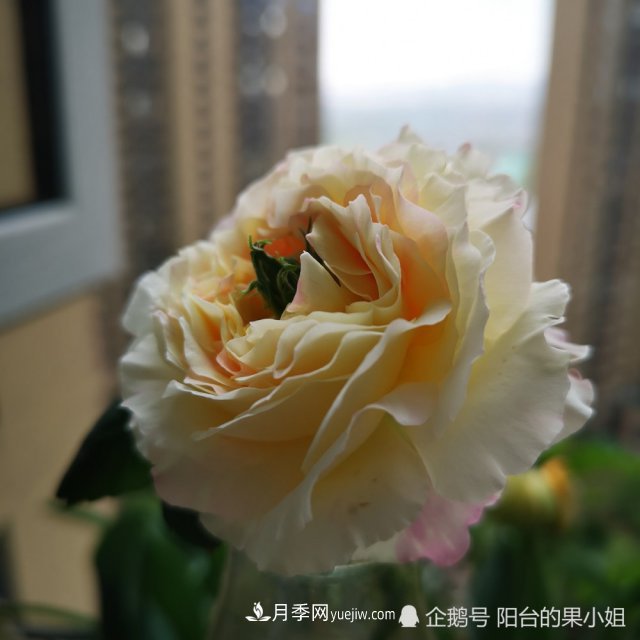 條紋系的月季，你***愛哪一種(圖4)