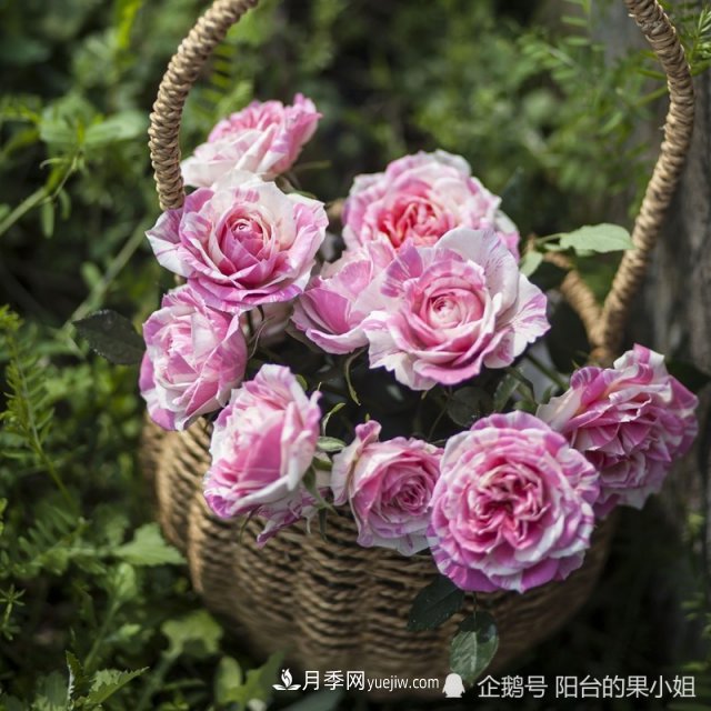 條紋系的月季，你***愛哪一種(圖9)