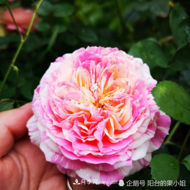 條紋系的月季，你***愛哪一種(圖3)
