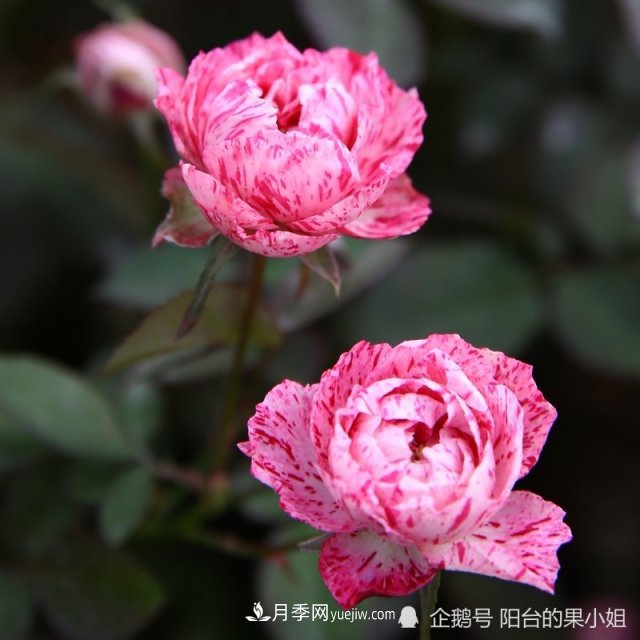 條紋系的月季，你***愛哪一種(圖1)