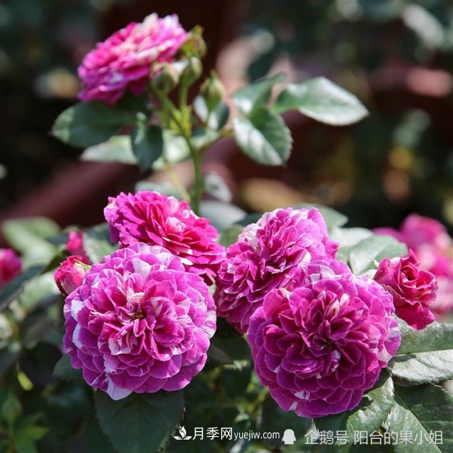 條紋系的月季，你***愛哪一種(圖6)