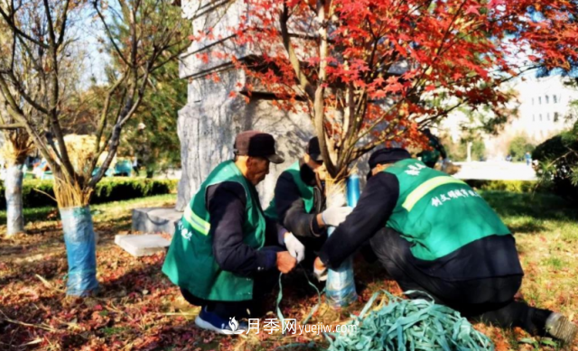 苗木防寒，老苗木人都會疏忽的地方要注意(圖2)
