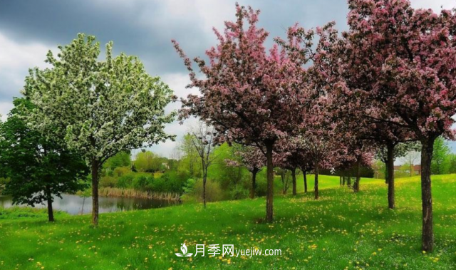 苗木防寒，老苗木人都會疏忽的地方要注意(圖3)