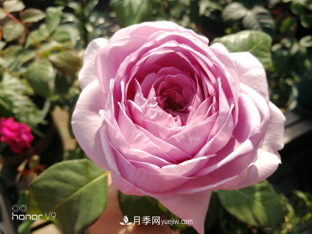 月季入門品種推薦：藍(lán)紫色的藍(lán)色風(fēng)暴和冥王星陽臺(tái)(圖2)