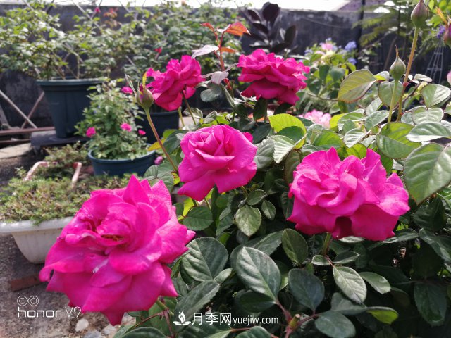 月季入門品種推薦：藍(lán)紫色的藍(lán)色風(fēng)暴和冥王星陽臺(tái)(圖4)