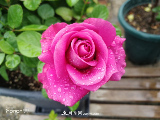 月季入門品種推薦：藍(lán)紫色的藍(lán)色風(fēng)暴和冥王星陽臺(tái)(圖3)