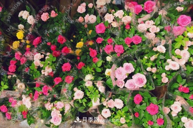 中國6大花市，全國花卉批發(fā)市場介紹(圖6)