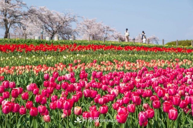 中國6大花市，全國花卉批發(fā)市場介紹(圖5)