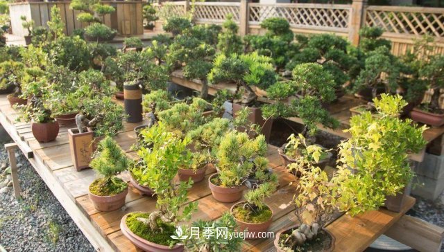 中國6大花市，全國花卉批發(fā)市場介紹(圖4)