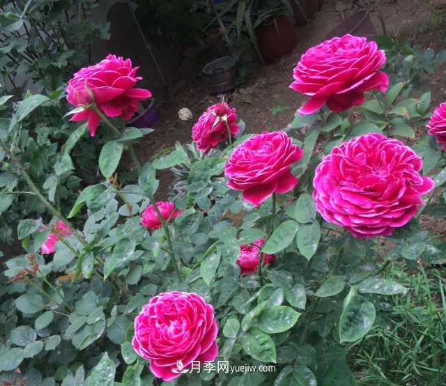 花泥扦插月季，不用假植存活率高，基質(zhì)還能自然降解很環(huán)保(圖1)