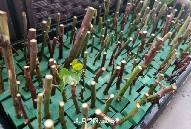 花泥扦插月季，不用假植存活率高，基質(zhì)還能自然降解很環(huán)保(圖3)