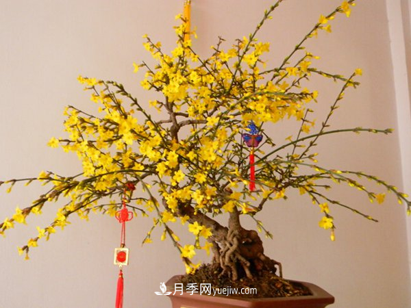 掌握養(yǎng)護臘梅的方法，成為受歡迎的年宵花(圖1)